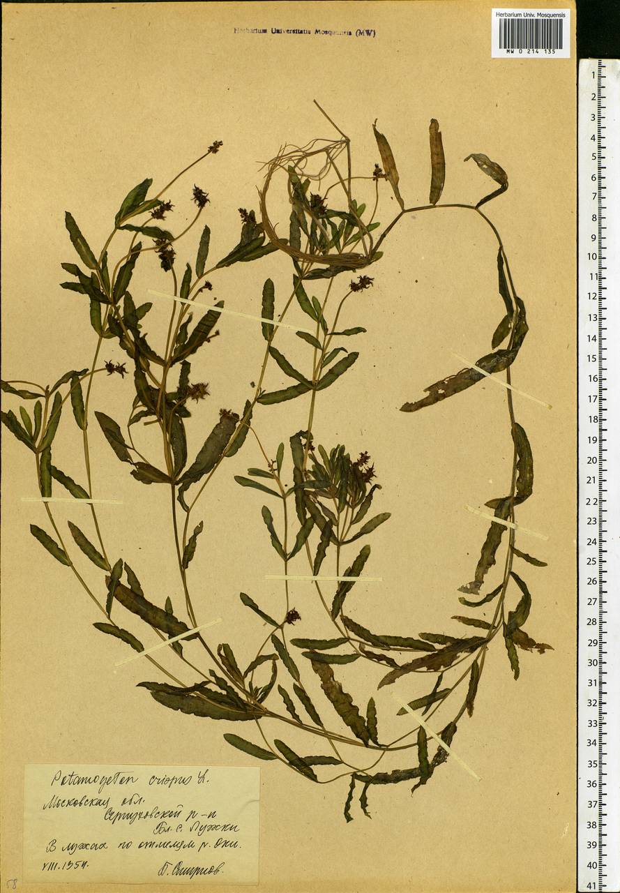 Potamogeton crispus L., Eastern Europe, Moscow region (E4a) (Russia)