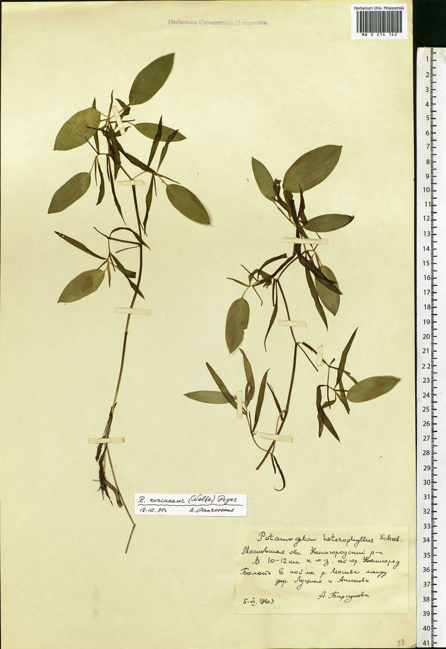 Potamogeton lucens L., Eastern Europe, Moscow region (E4a) (Russia)