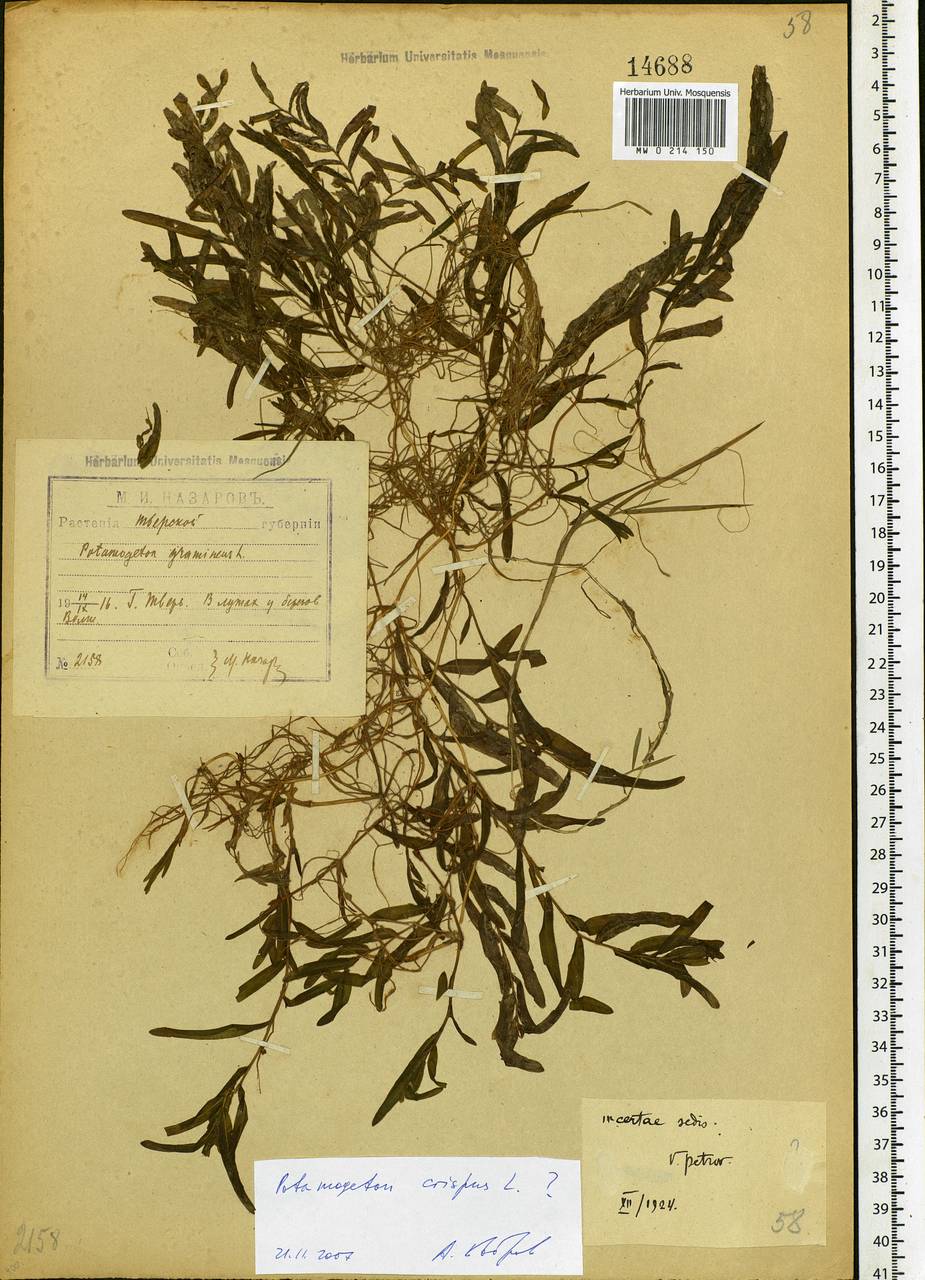 Potamogeton crispus L., Eastern Europe, North-Western region (E2) (Russia)