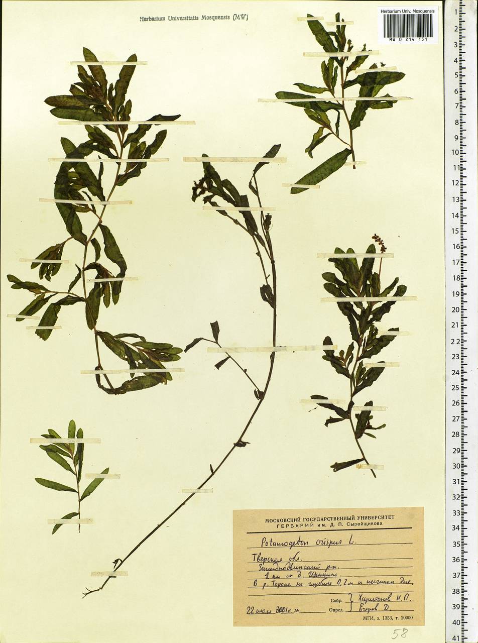 Potamogeton crispus L., Eastern Europe, North-Western region (E2) (Russia)
