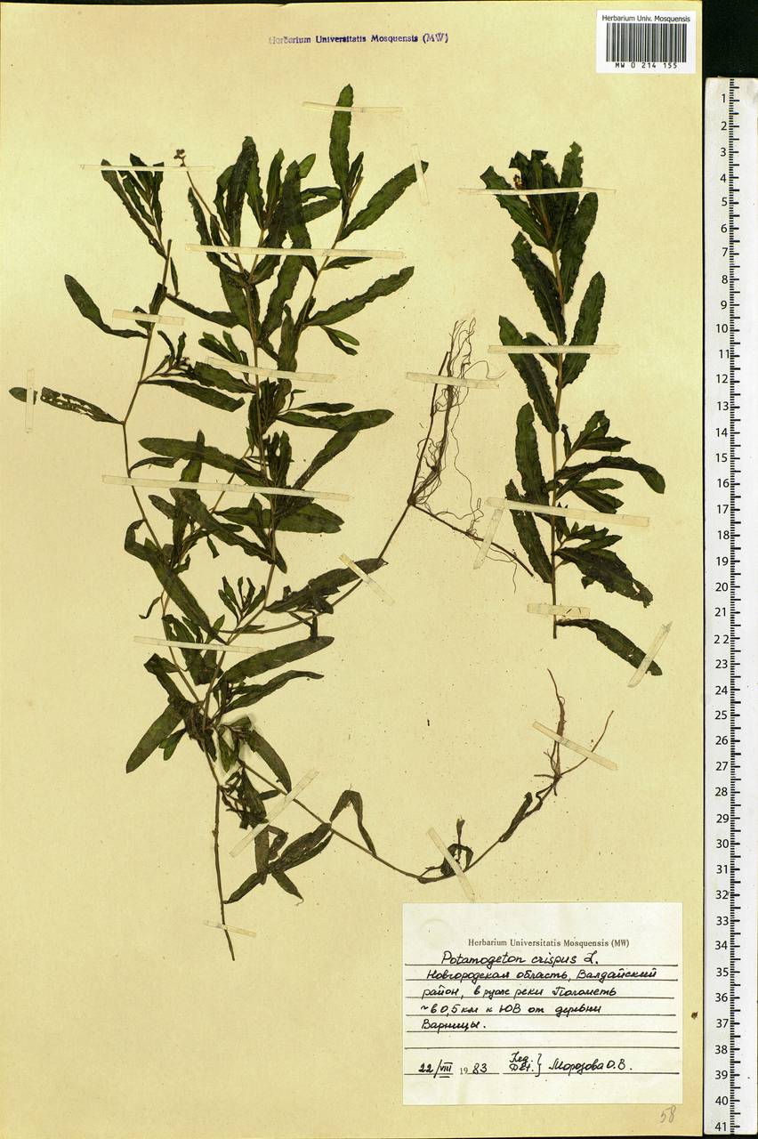 Potamogeton crispus L., Eastern Europe, North-Western region (E2) (Russia)