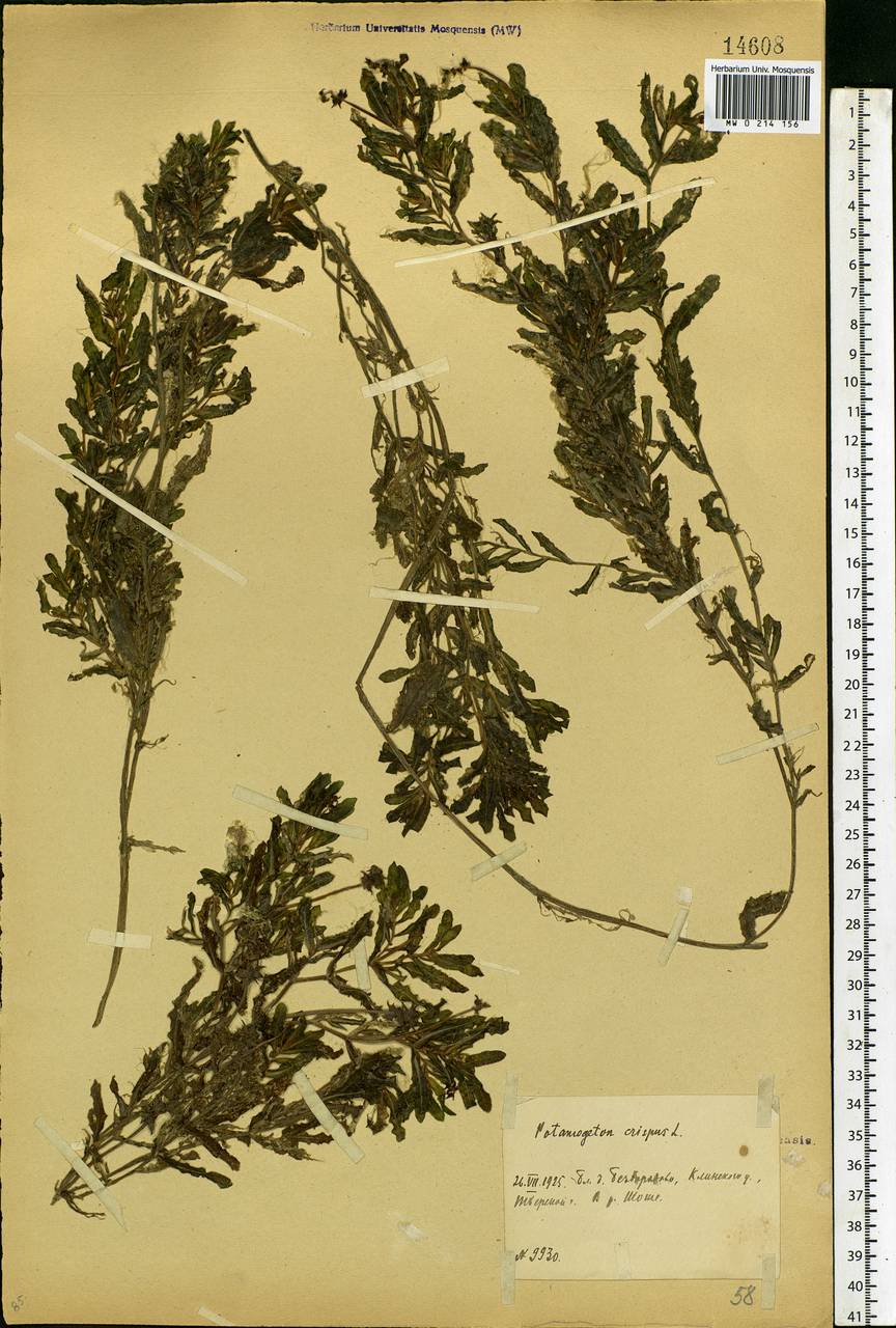 Potamogeton crispus L., Eastern Europe, North-Western region (E2) (Russia)