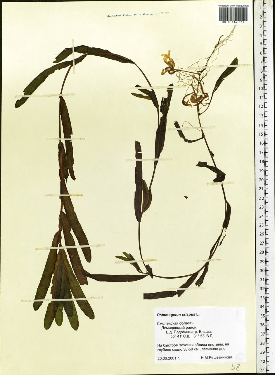 Potamogeton crispus L., Eastern Europe, Western region (E3) (Russia)