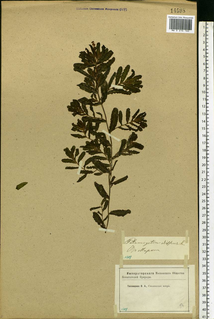 Potamogeton crispus L., Eastern Europe, Western region (E3) (Russia)
