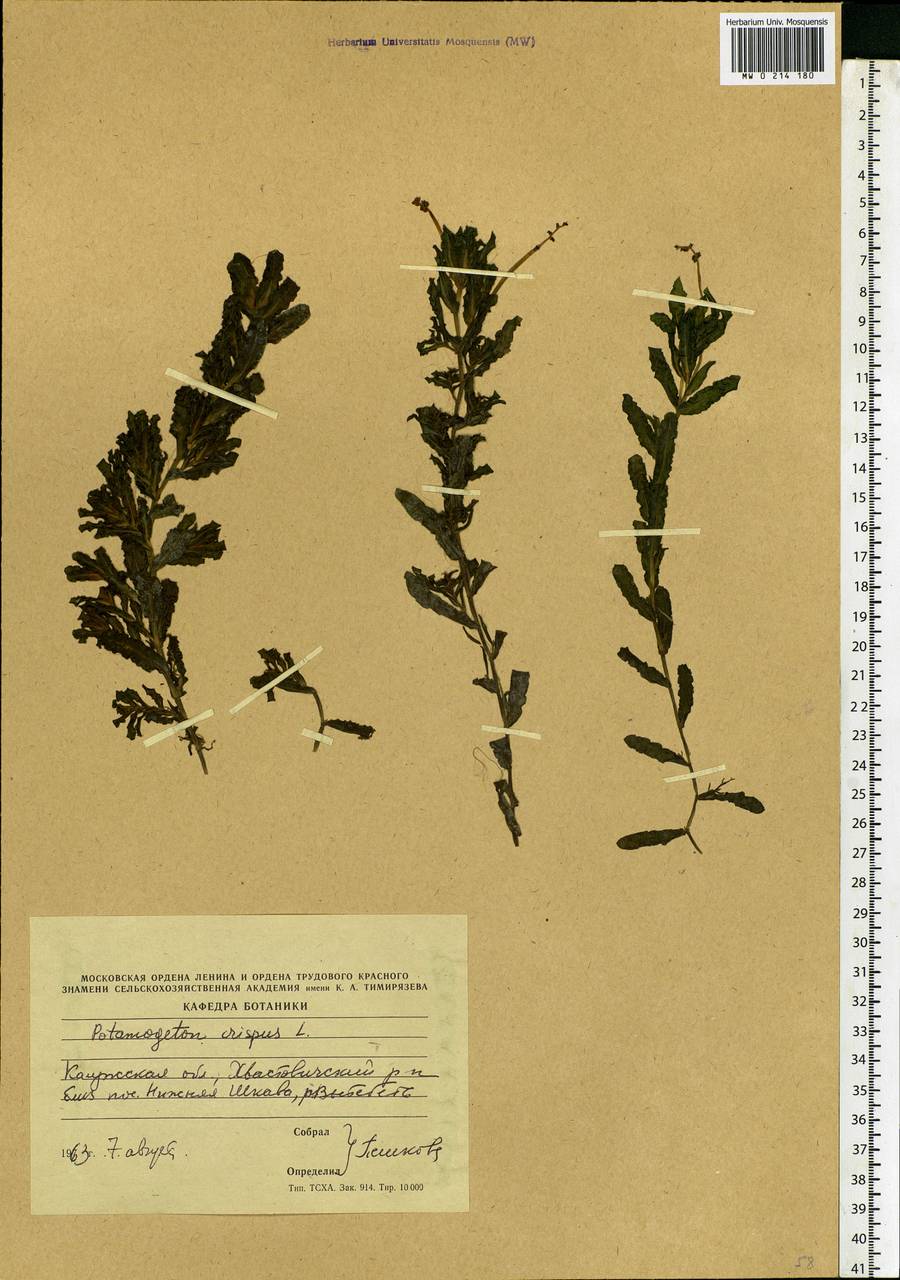 Potamogeton crispus L., Eastern Europe, Central region (E4) (Russia)