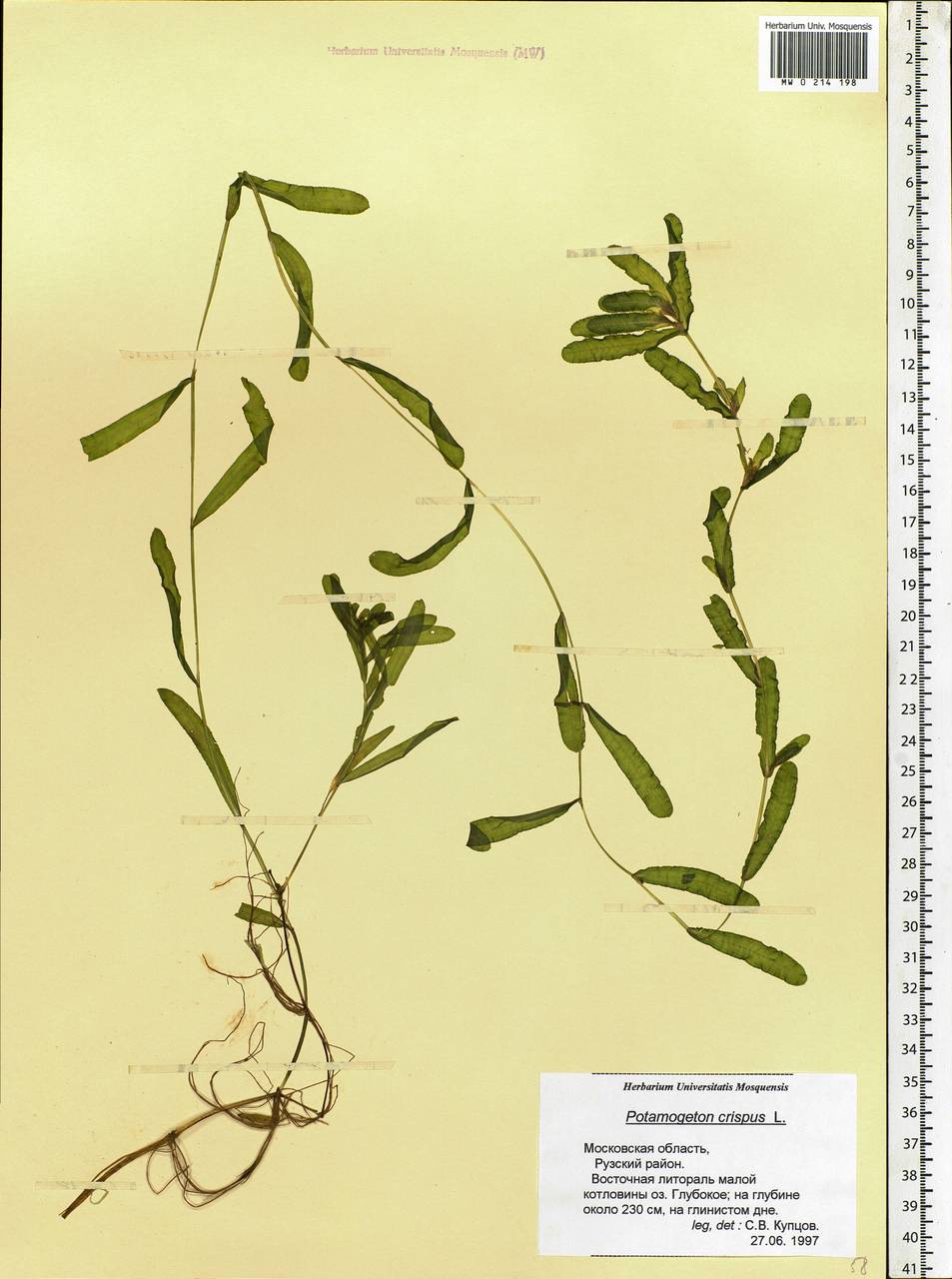 Potamogeton crispus L., Eastern Europe, Moscow region (E4a) (Russia)