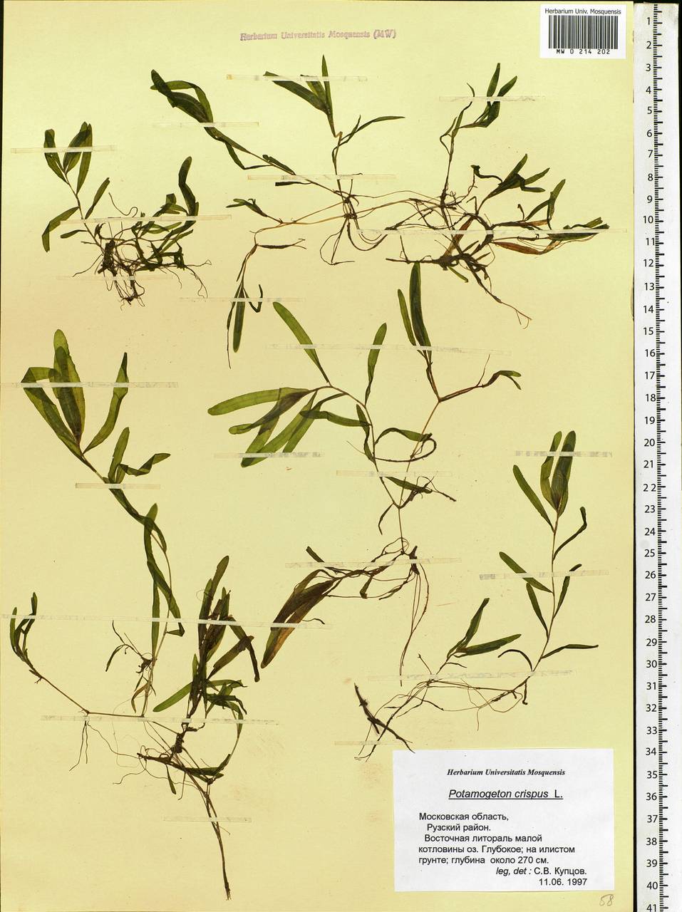 Potamogeton crispus L., Eastern Europe, Moscow region (E4a) (Russia)