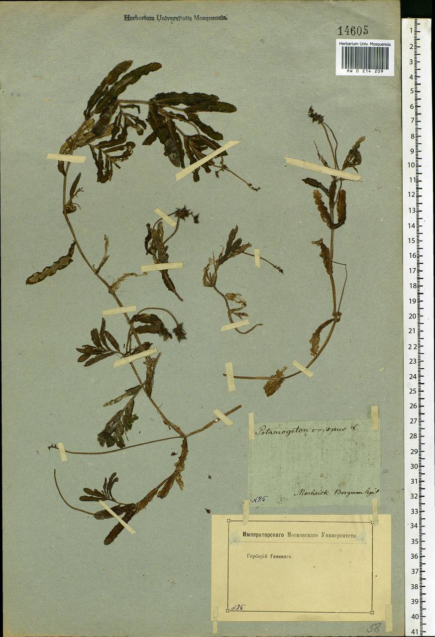 Potamogeton crispus L., Eastern Europe, Moscow region (E4a) (Russia)