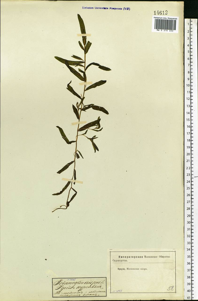 Potamogeton crispus L., Eastern Europe, Moscow region (E4a) (Russia)