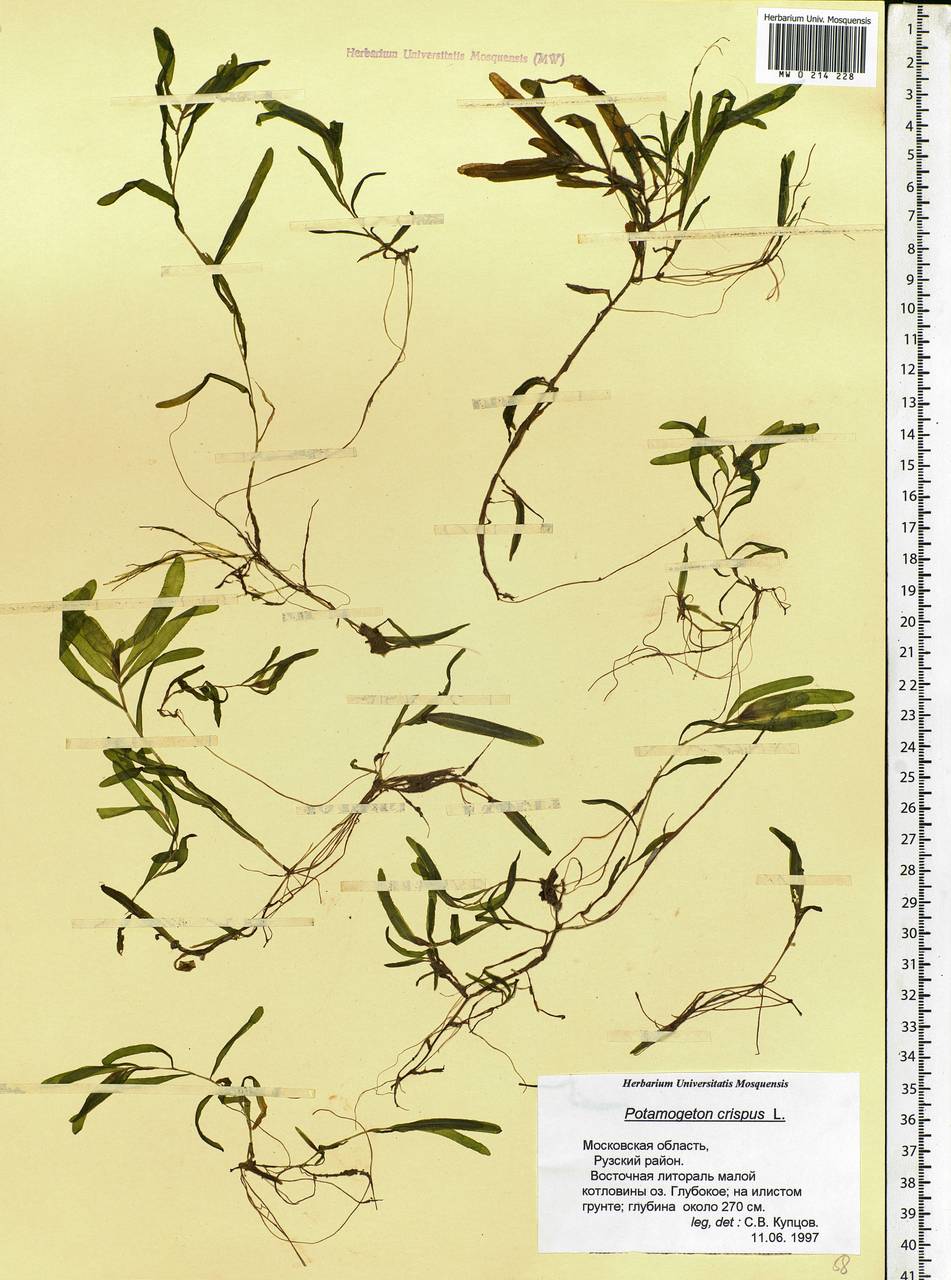 Potamogeton crispus L., Eastern Europe, Moscow region (E4a) (Russia)