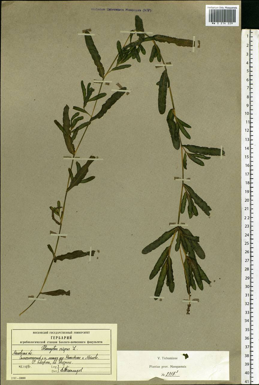 Potamogeton crispus L., Eastern Europe, Moscow region (E4a) (Russia)