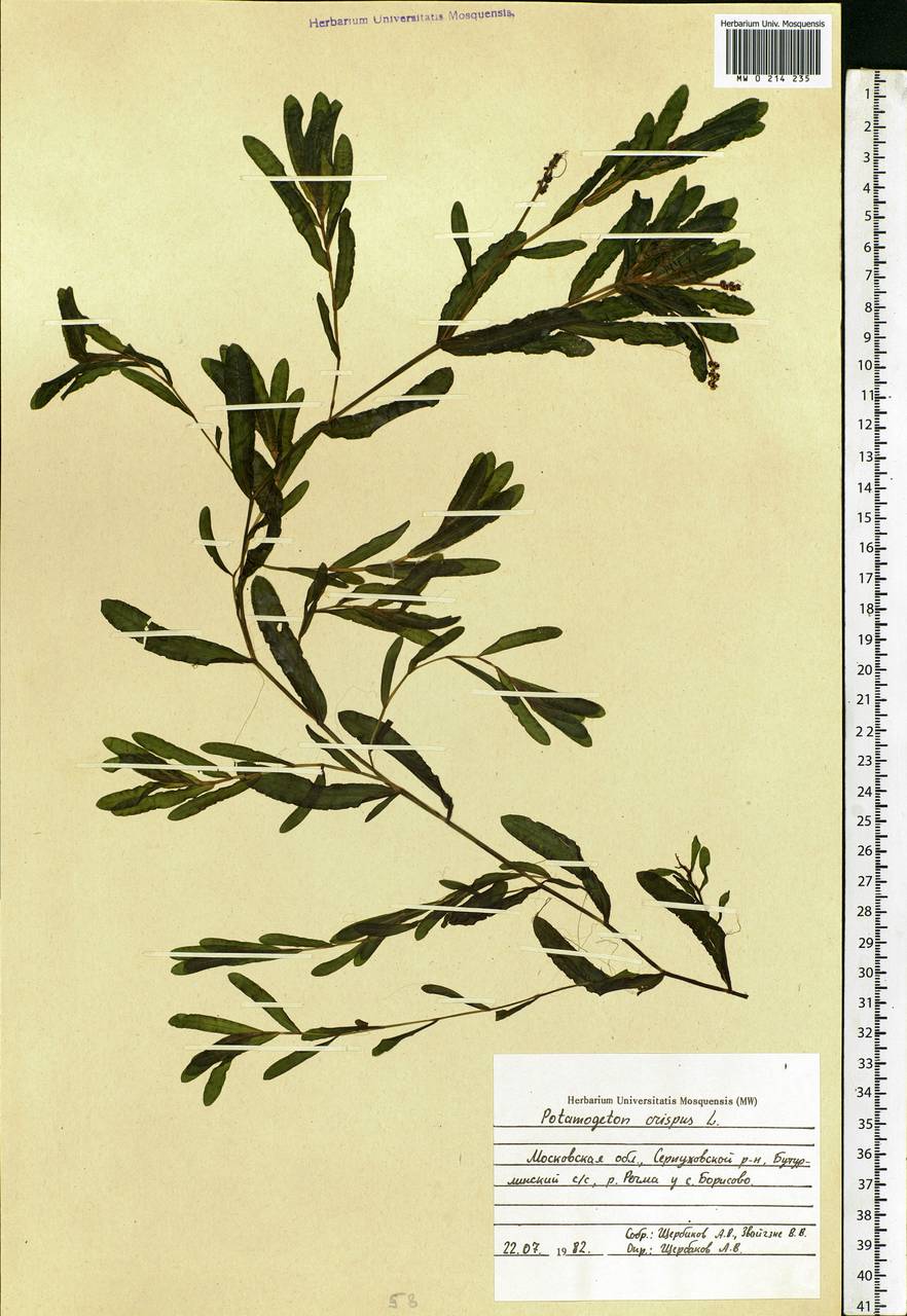 Potamogeton crispus L., Eastern Europe, Moscow region (E4a) (Russia)
