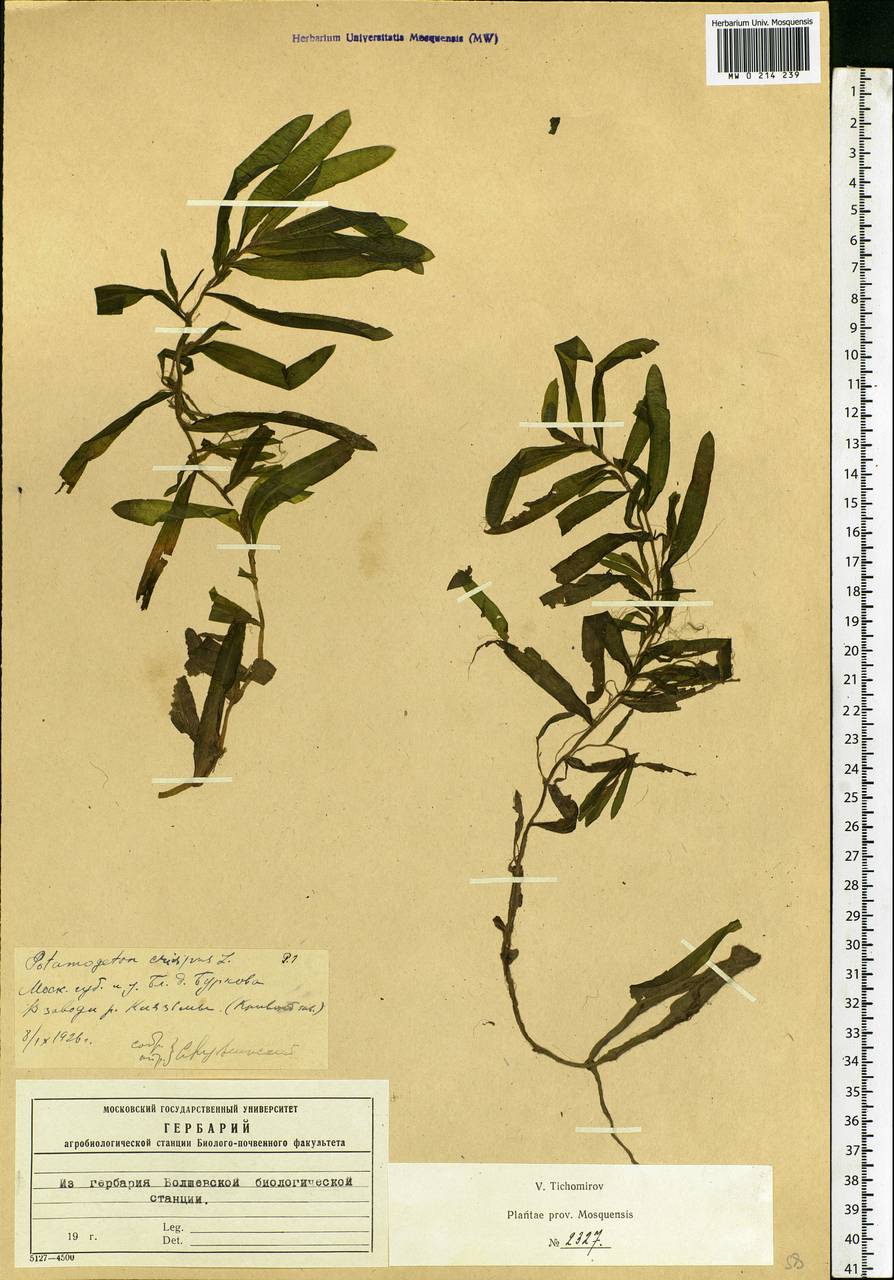 Potamogeton crispus L., Eastern Europe, Moscow region (E4a) (Russia)