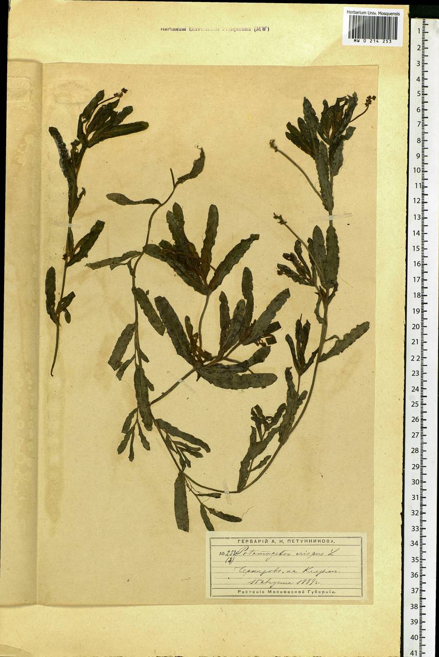 Potamogeton crispus L., Eastern Europe, Moscow region (E4a) (Russia)