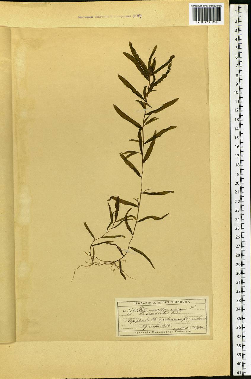 Potamogeton crispus L., Eastern Europe, Moscow region (E4a) (Russia)