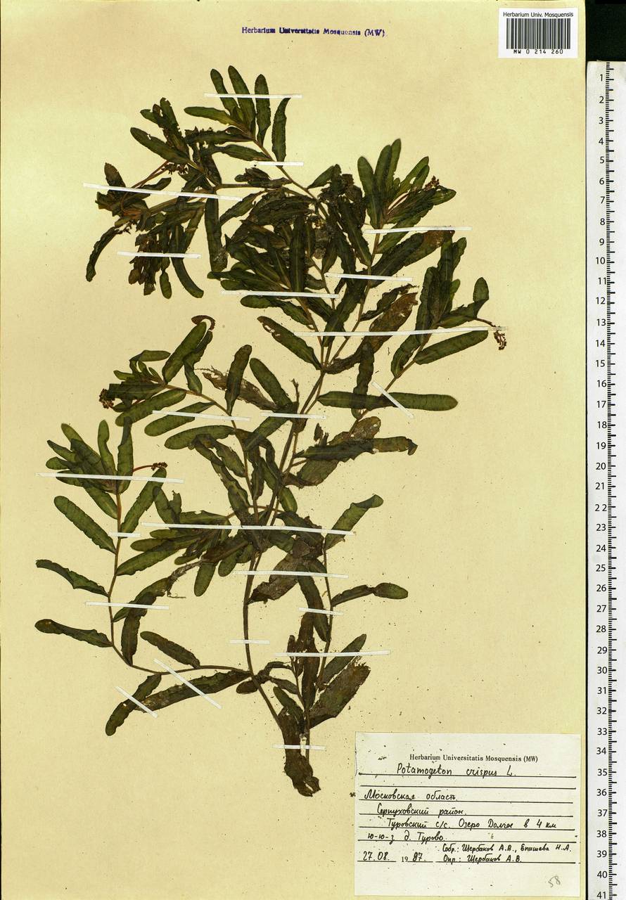 Potamogeton crispus L., Eastern Europe, Moscow region (E4a) (Russia)