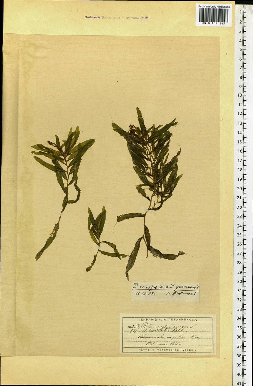 Potamogeton crispus L., Eastern Europe, Moscow region (E4a) (Russia)