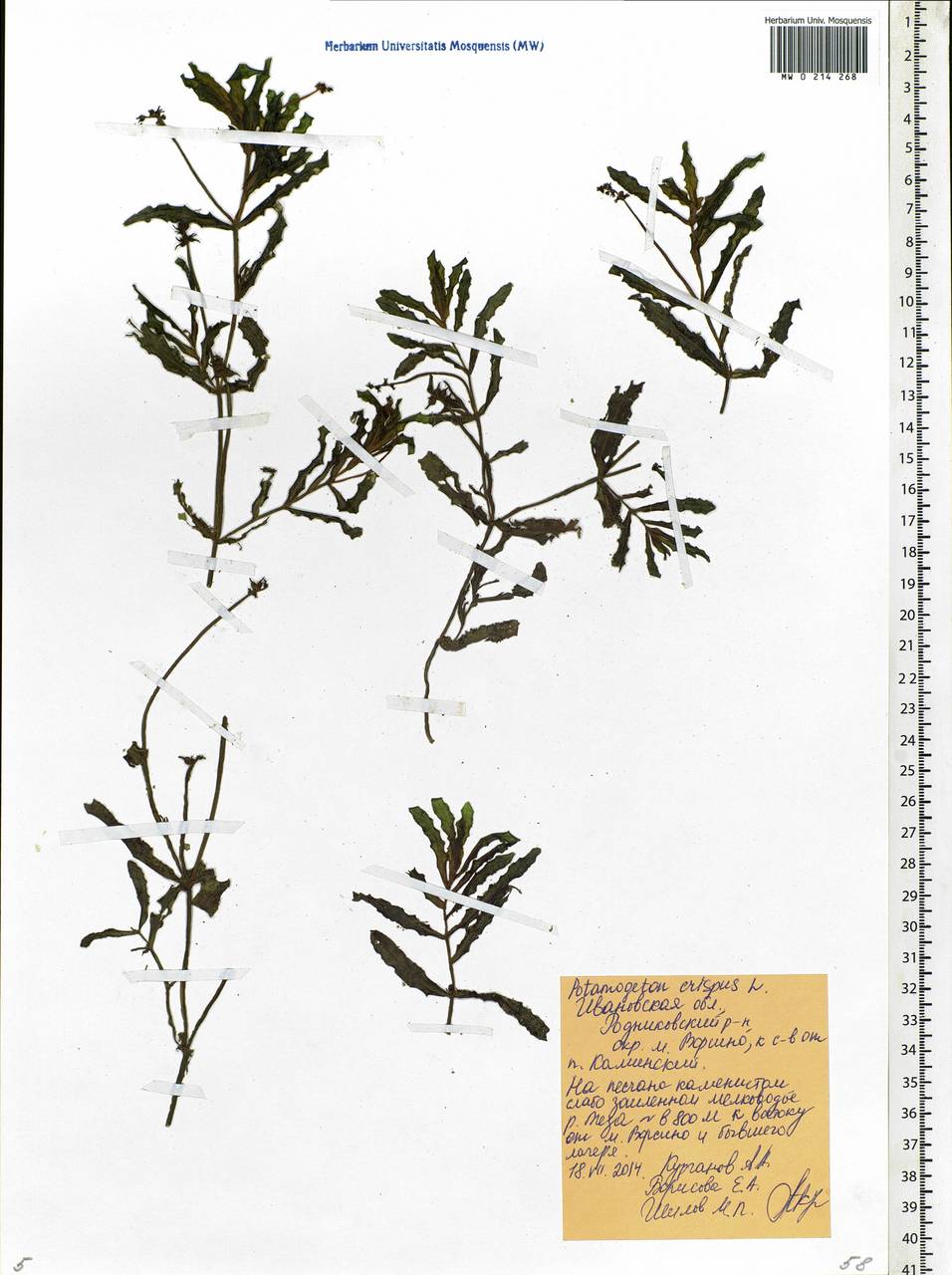 Potamogeton crispus L., Eastern Europe, Central forest region (E5) (Russia)