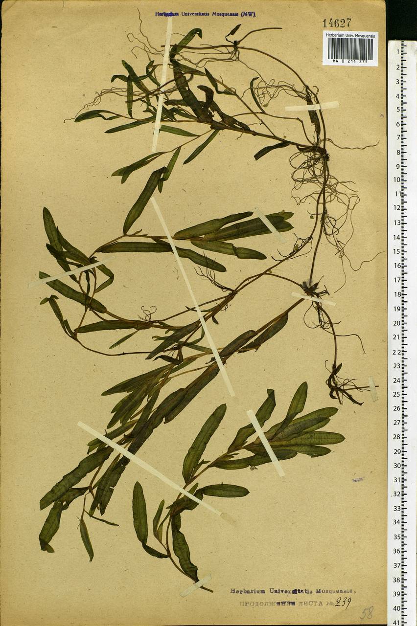 Potamogeton crispus L., Eastern Europe, Central forest region (E5) (Russia)