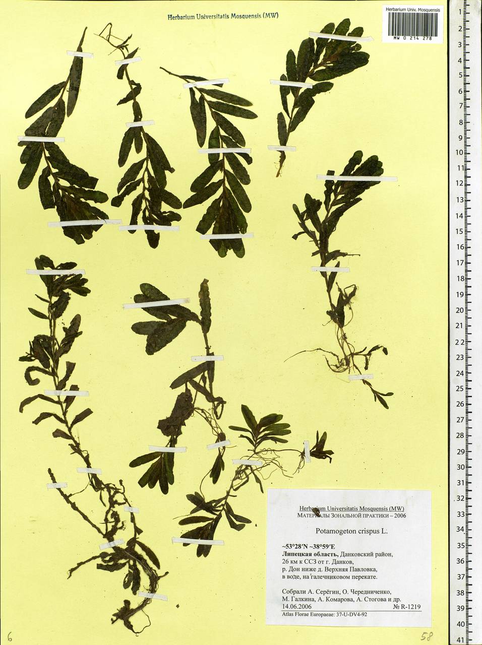 Potamogeton crispus L., Eastern Europe, Central forest-and-steppe region (E6) (Russia)