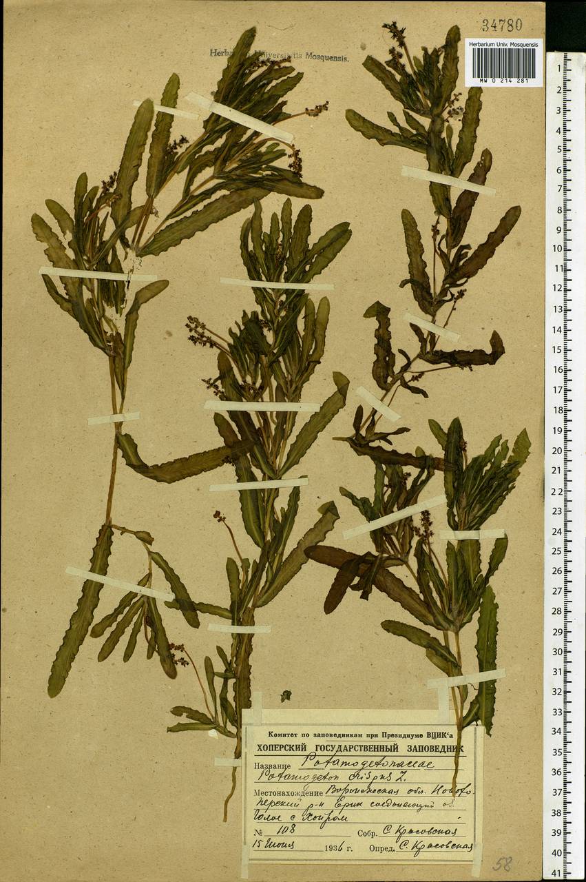 Potamogeton crispus L., Eastern Europe, Central forest-and-steppe region (E6) (Russia)