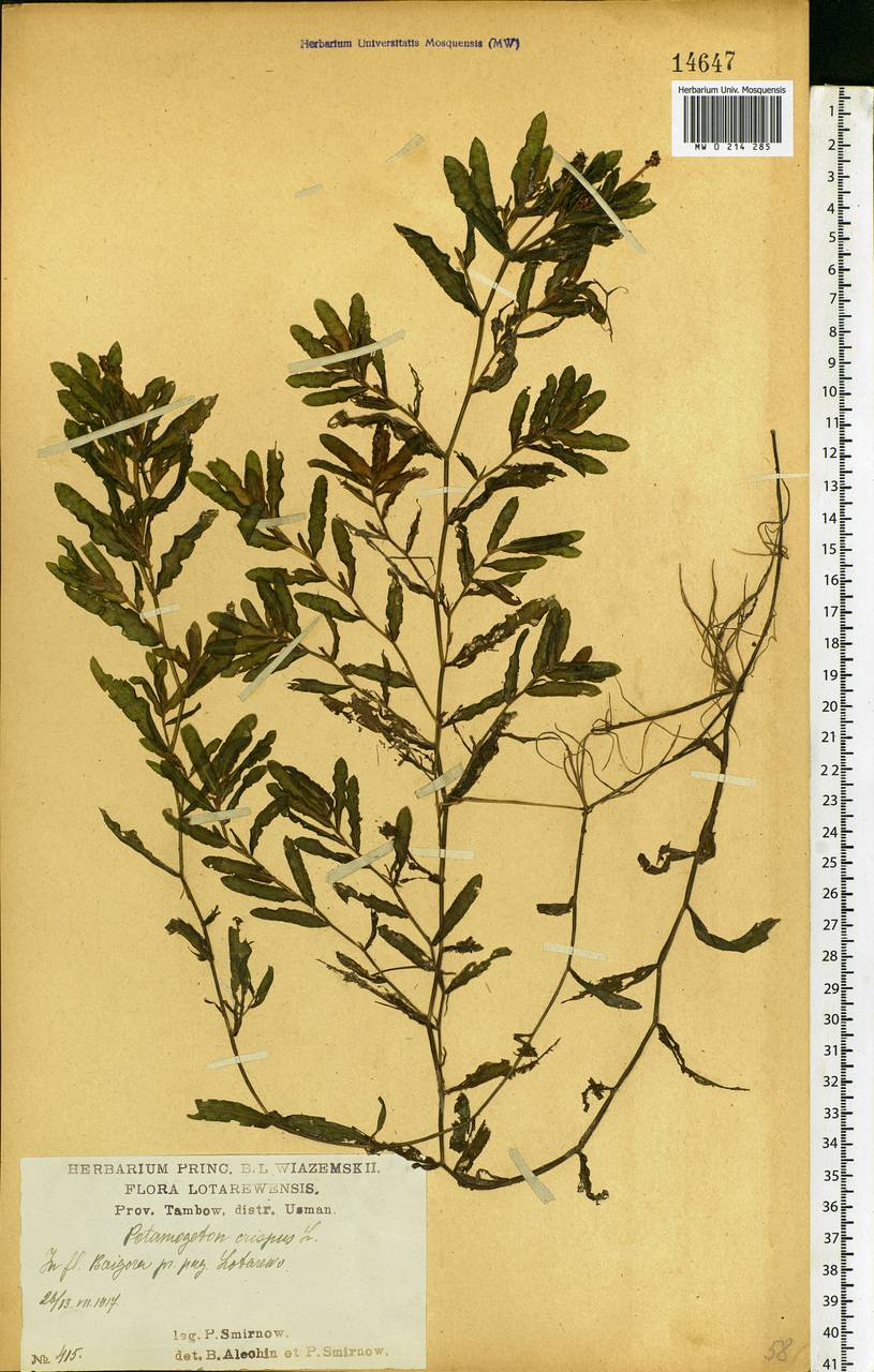 Potamogeton crispus L., Eastern Europe, Central forest-and-steppe region (E6) (Russia)