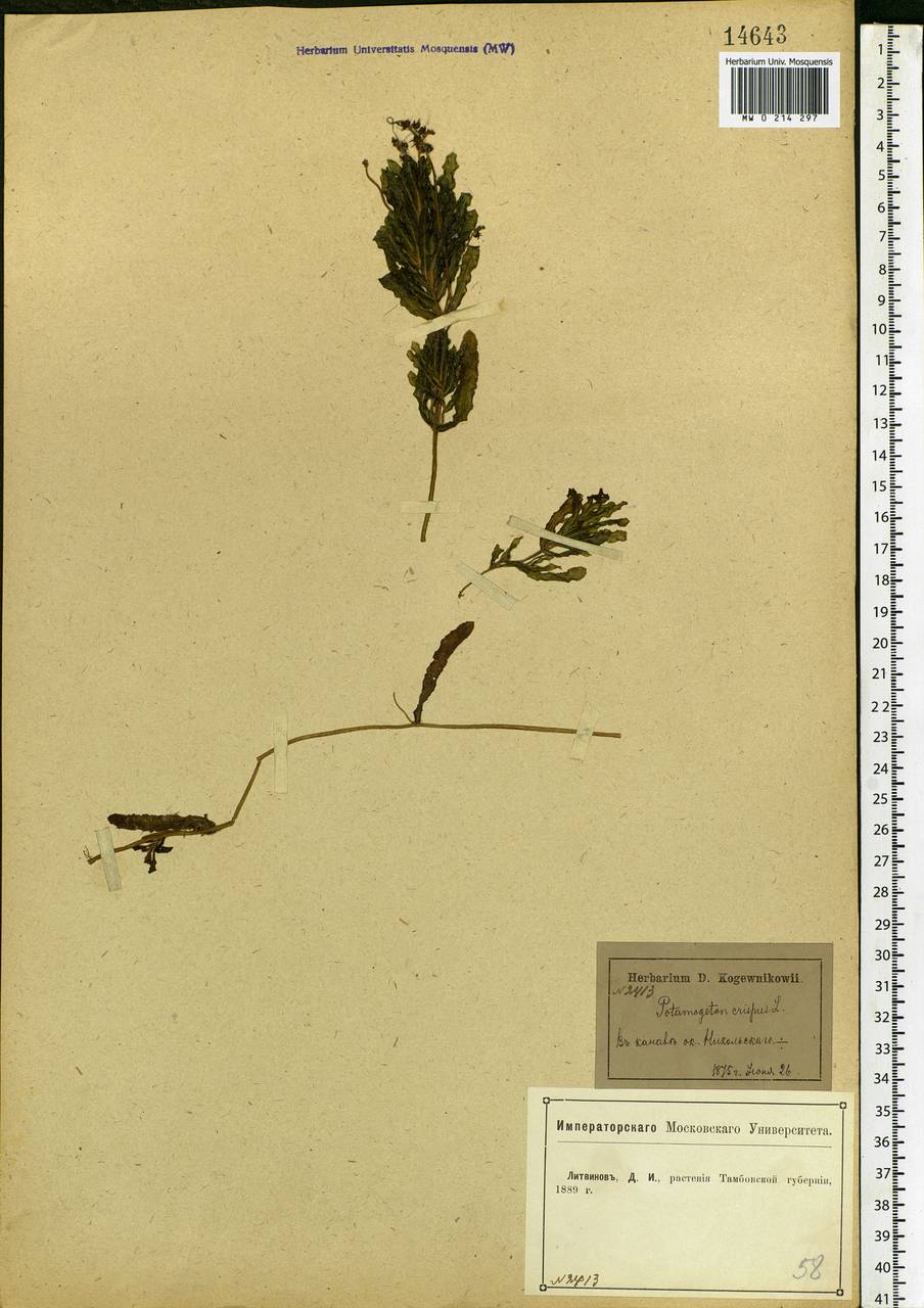 Potamogeton crispus L., Eastern Europe, Central forest-and-steppe region (E6) (Russia)