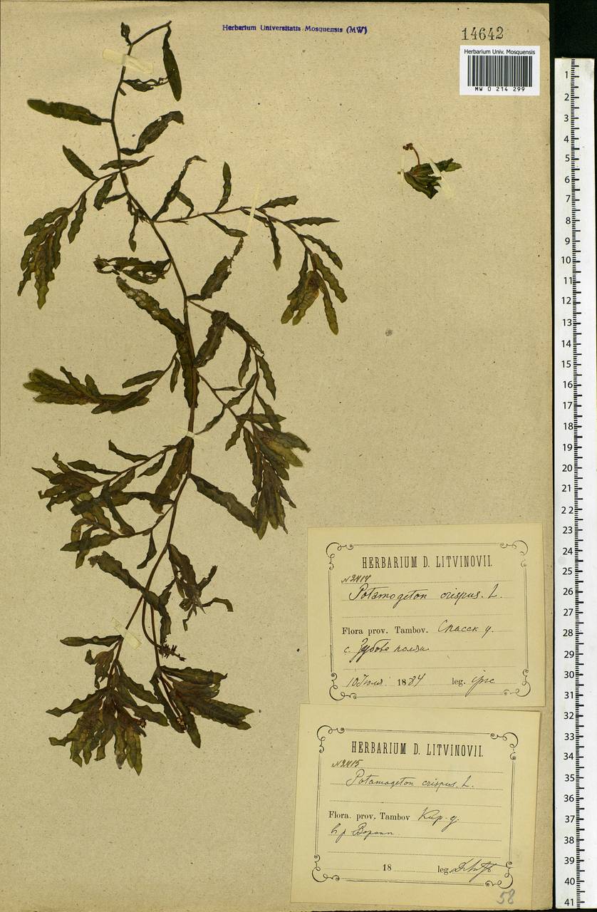 Potamogeton crispus L., Eastern Europe, Middle Volga region (E8) (Russia)