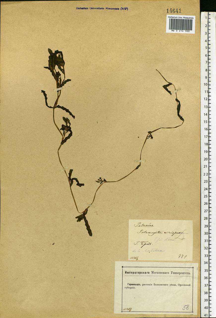 Potamogeton crispus L., Eastern Europe, Central forest-and-steppe region (E6) (Russia)