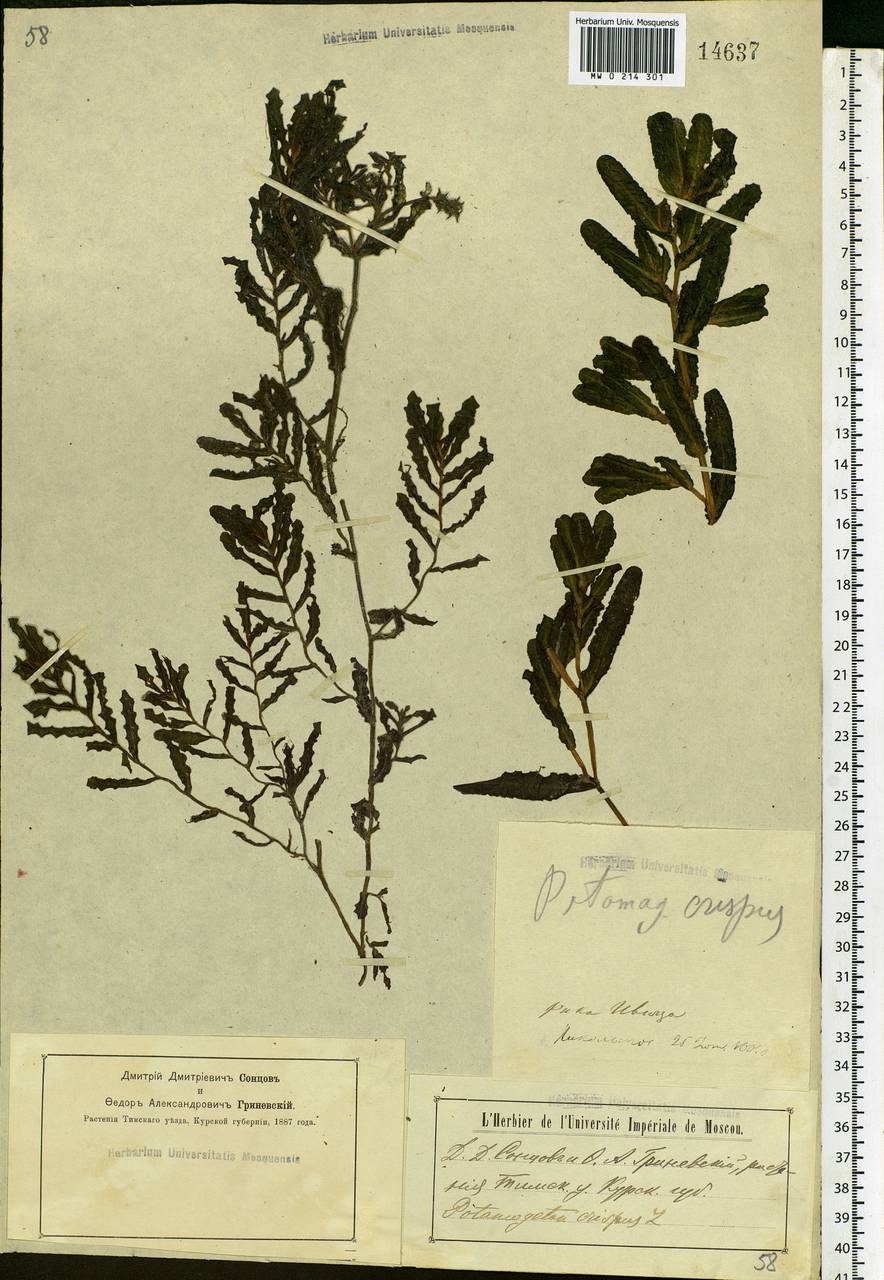 Potamogeton crispus L., Eastern Europe, Central forest-and-steppe region (E6) (Russia)