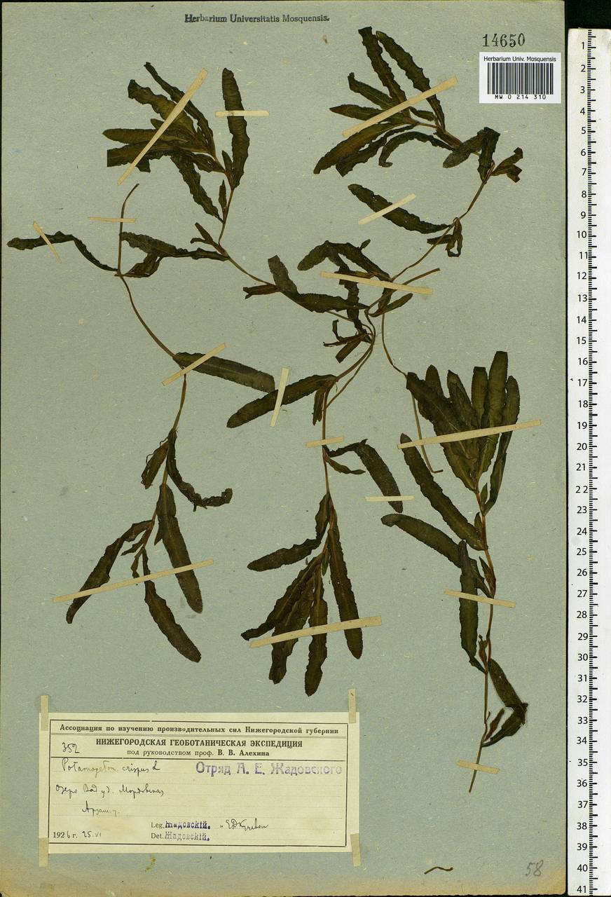 Potamogeton crispus L., Eastern Europe, Volga-Kama region (E7) (Russia)
