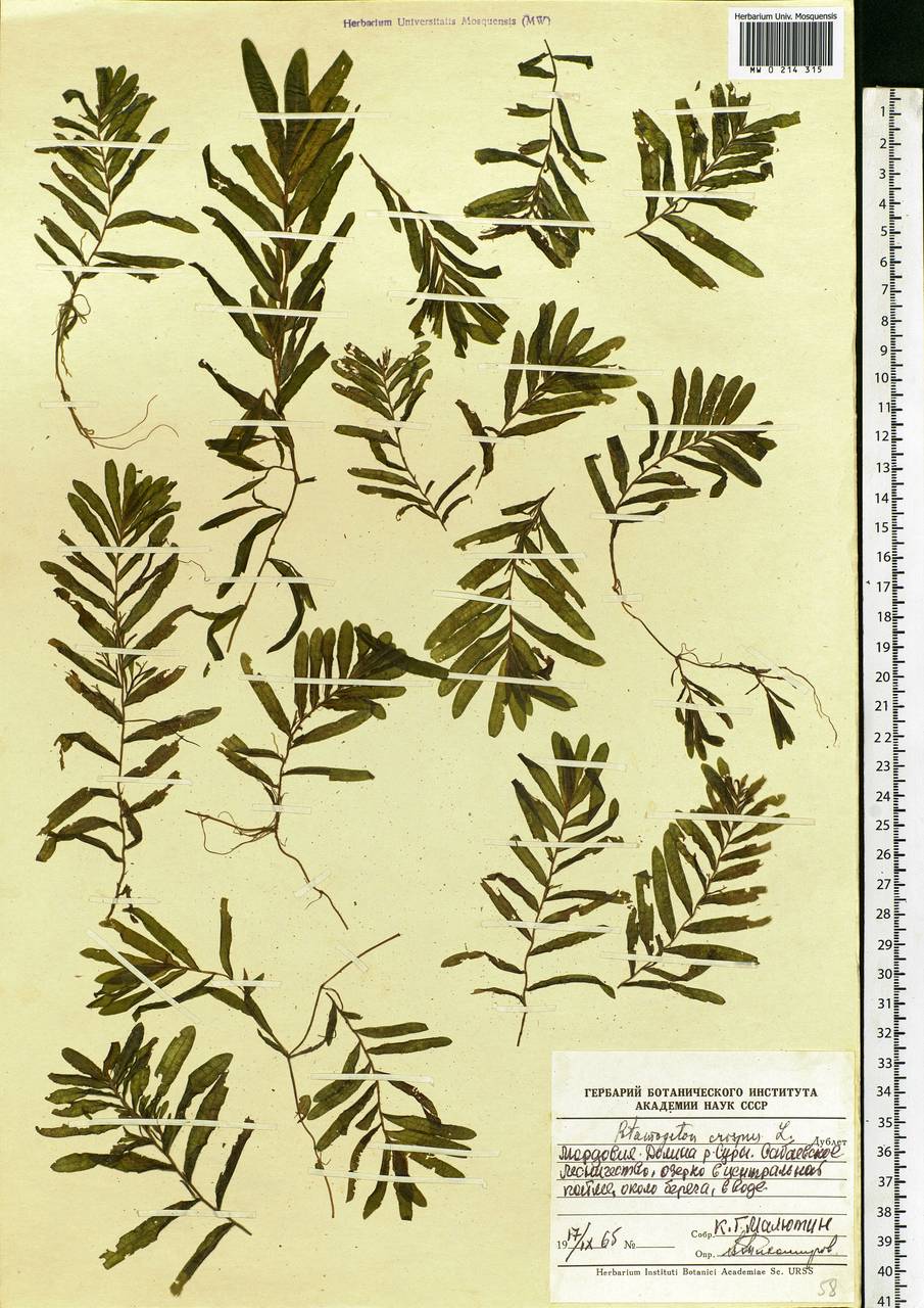 Potamogeton crispus L., Eastern Europe, Middle Volga region (E8) (Russia)