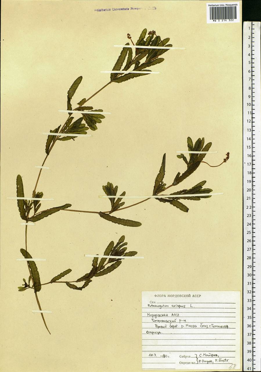 Potamogeton crispus L., Eastern Europe, Middle Volga region (E8) (Russia)