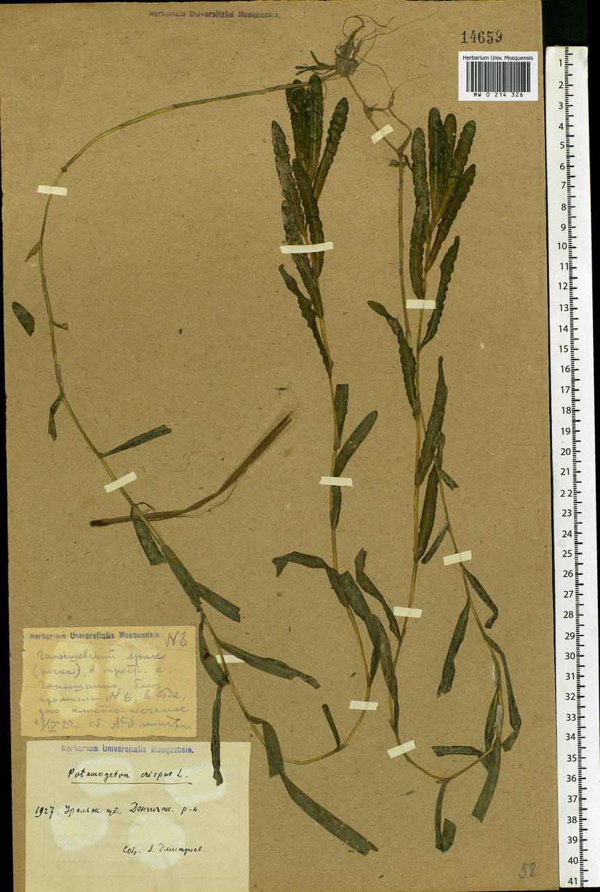 Potamogeton crispus L., Middle Asia, Caspian Ustyurt & Northern Aralia (M8) (Kazakhstan)