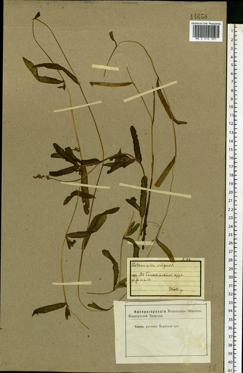 Potamogeton crispus L., Eastern Europe, Eastern region (E10) (Russia)