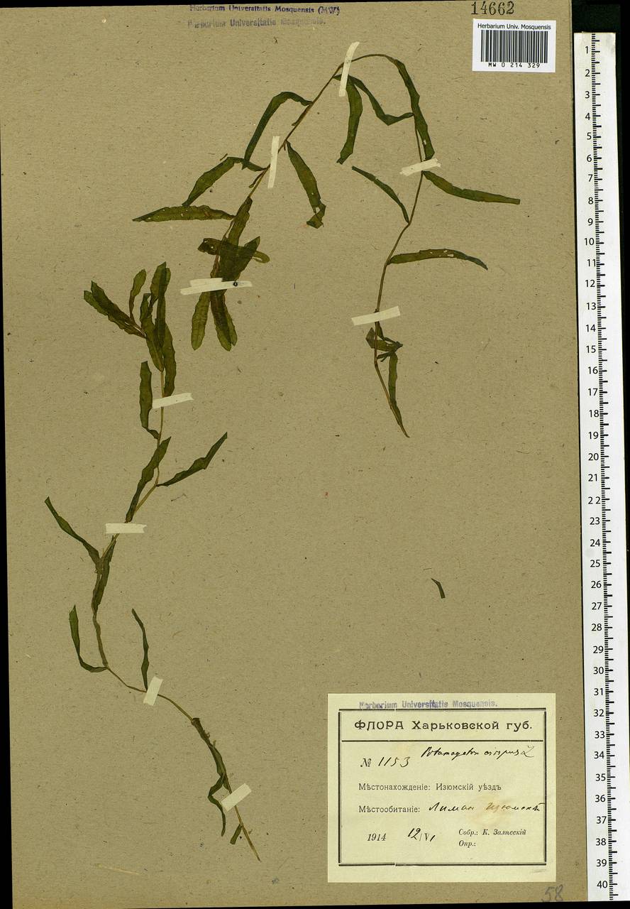 Potamogeton crispus L., Eastern Europe, South Ukrainian region (E12) (Ukraine)