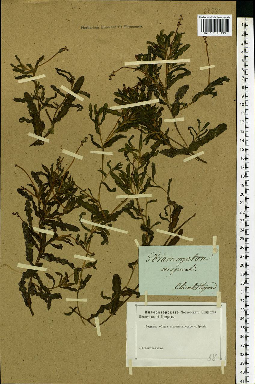Potamogeton crispus L., Eastern Europe, South Ukrainian region (E12) (Ukraine)