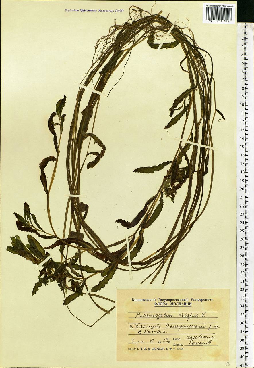 Potamogeton crispus L., Eastern Europe, Moldova (E13a) (Moldova)