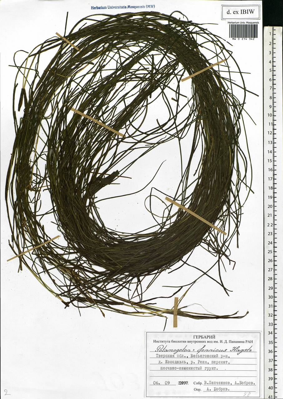 Stuckenia fennica (Hagstr.) Holub, Eastern Europe, North-Western region (E2) (Russia)