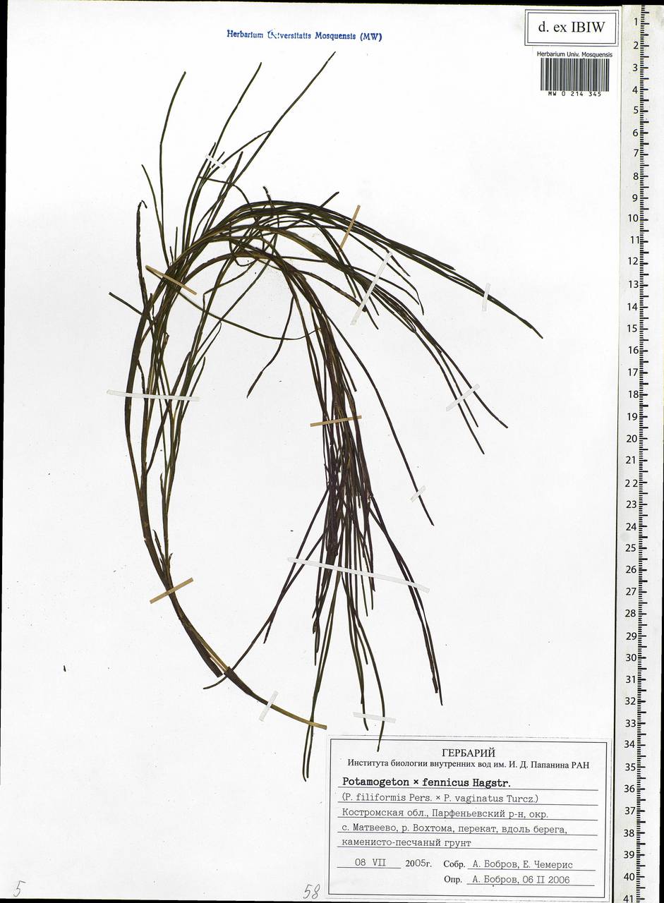 Stuckenia fennica (Hagstr.) Holub, Eastern Europe, Central forest region (E5) (Russia)