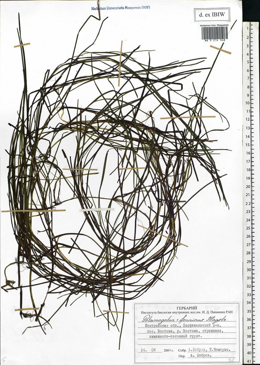 Stuckenia fennica (Hagstr.) Holub, Eastern Europe, Central forest region (E5) (Russia)