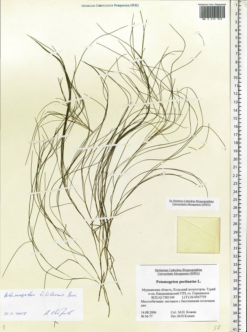 Stuckenia filiformis (Pers.) Börner, Eastern Europe, Northern region (E1) (Russia)