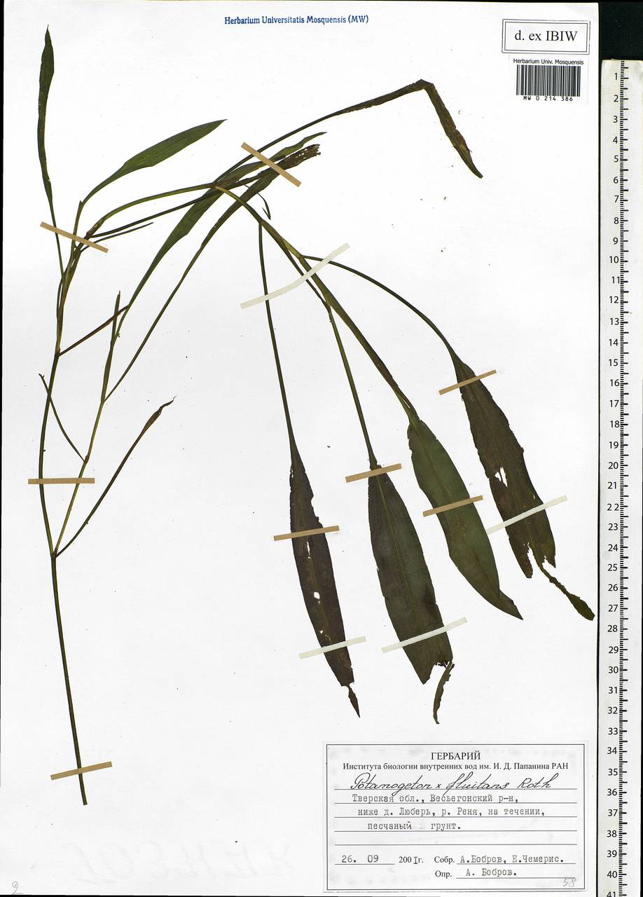 Potamogeton fluitans Roth, Eastern Europe, North-Western region (E2) (Russia)