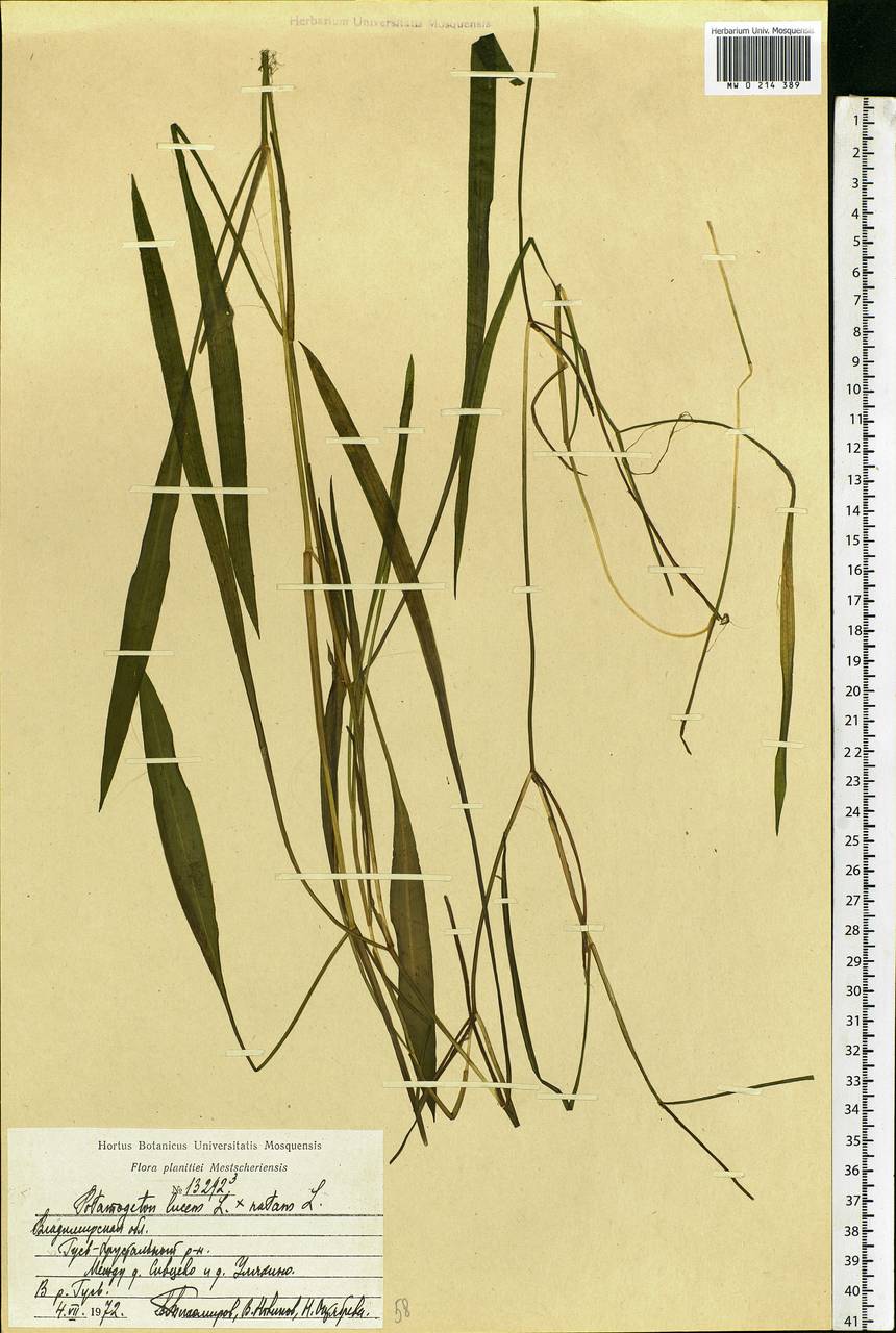 Potamogeton fluitans Roth, Eastern Europe, Central region (E4) (Russia)