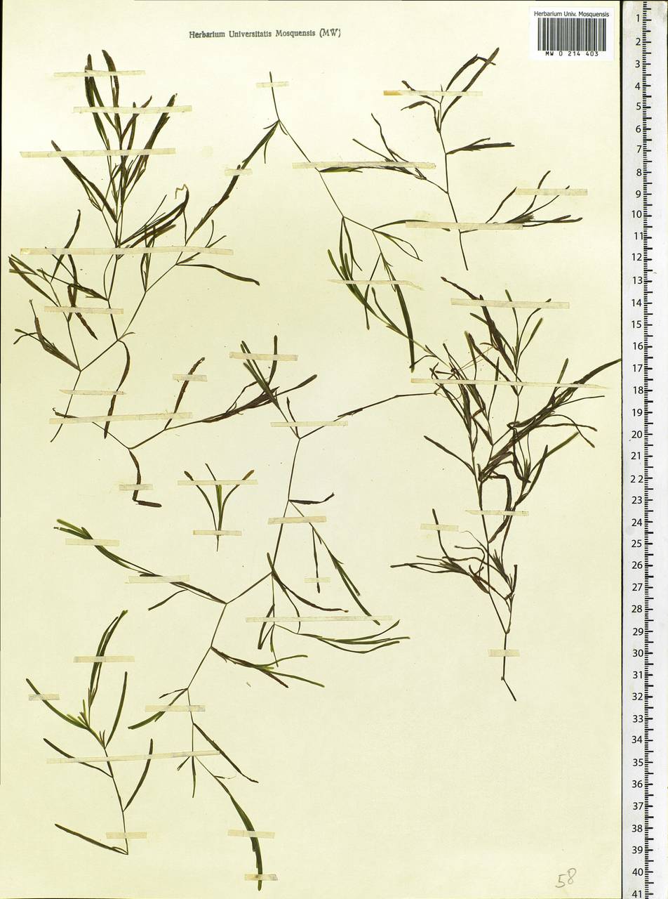 Potamogeton friesii Rupr., Eastern Europe, North-Western region (E2) (Russia)