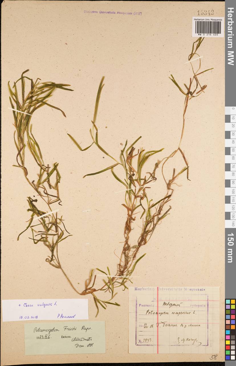 Potamogeton friesii Rupr., Eastern Europe, North-Western region (E2) (Russia)