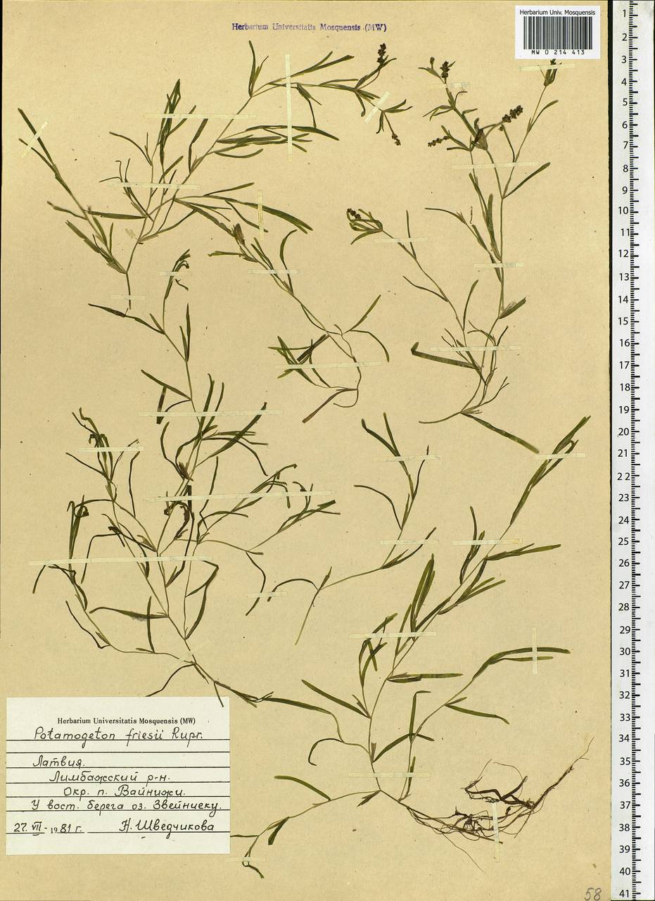 Potamogeton friesii Rupr., Eastern Europe, Latvia (E2b) (Latvia)