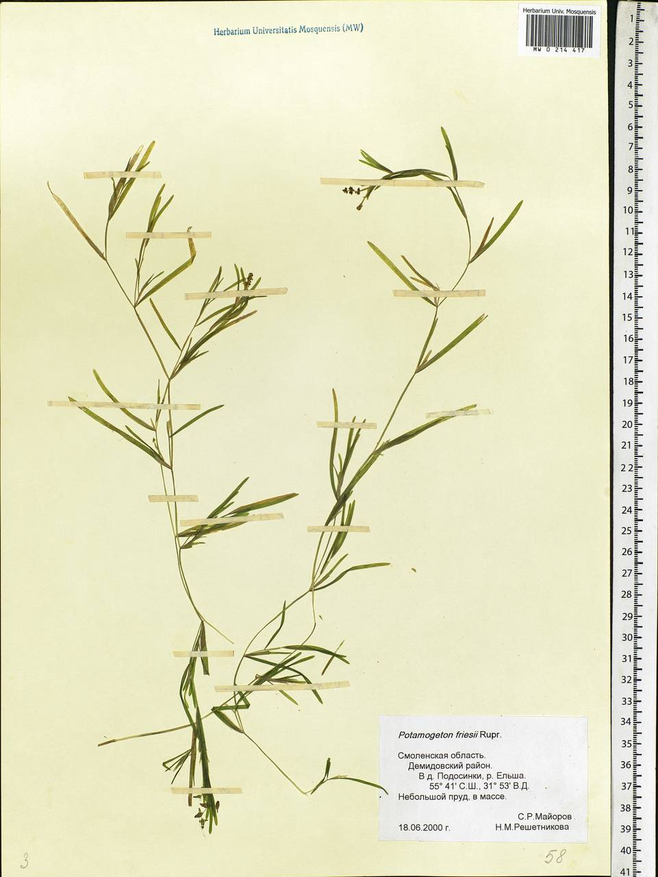 Potamogeton friesii Rupr., Eastern Europe, Western region (E3) (Russia)