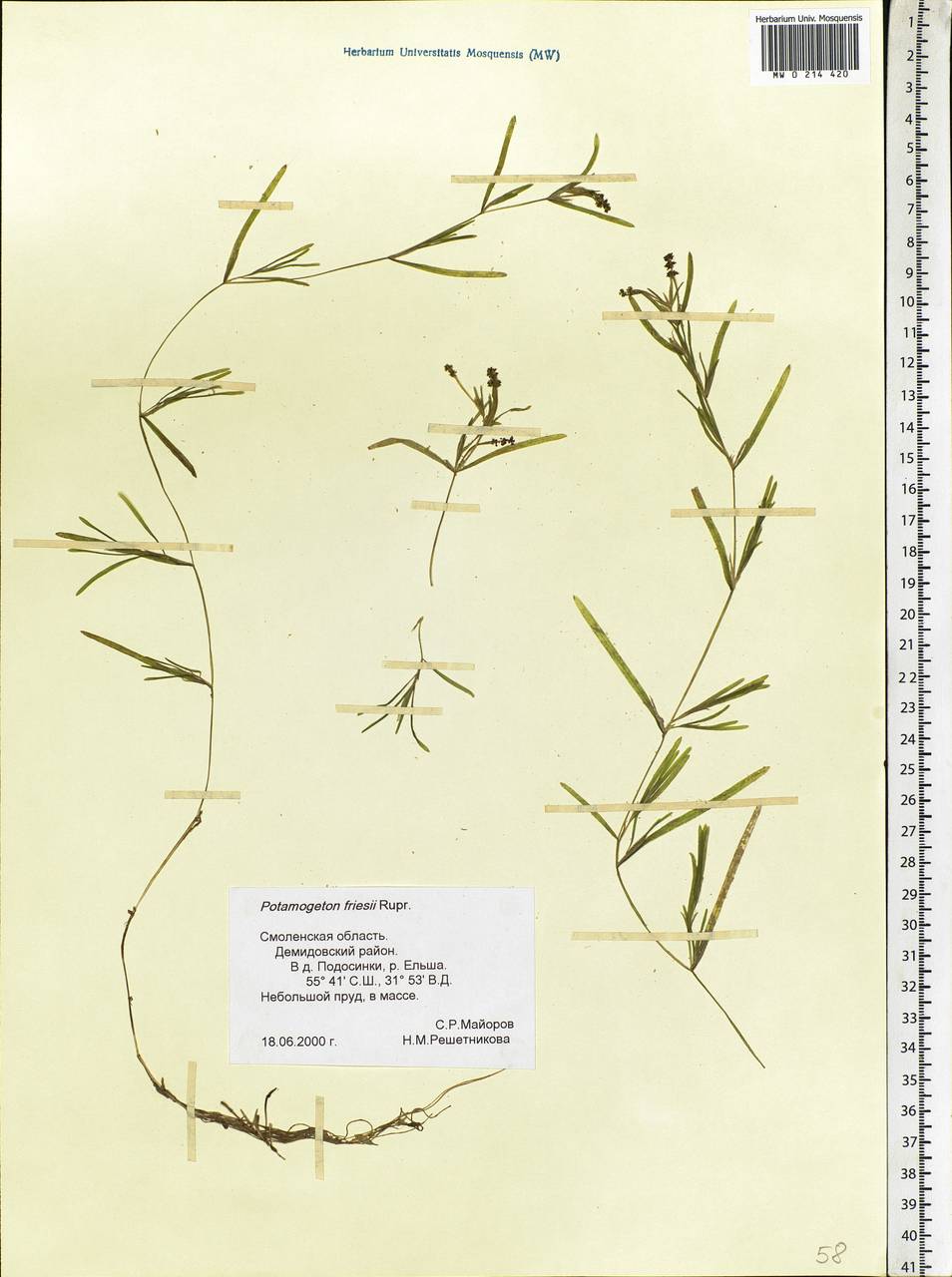 Potamogeton friesii Rupr., Eastern Europe, Western region (E3) (Russia)