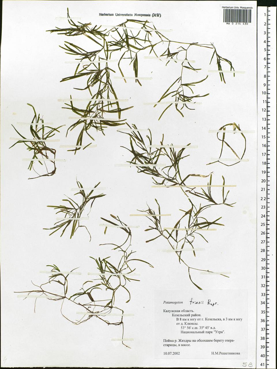 Potamogeton friesii Rupr., Eastern Europe, Central region (E4) (Russia)